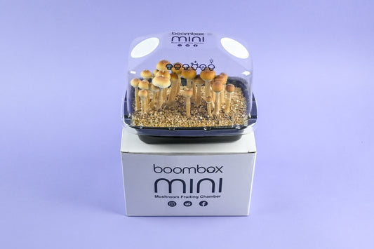 boombox mini